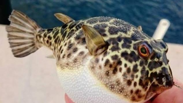 বটিয়াঘাটার জলমায় পটকা মাছ খেয়ে মা-ছেলের মৃত্যু