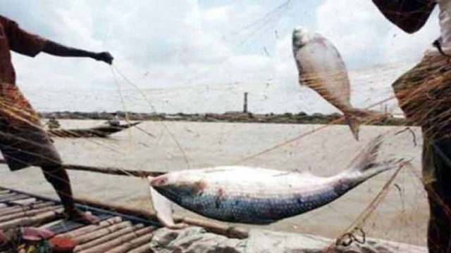 ৭ থেকে ২৮ অক্টোবর পর্যন্ত ইলিশ ধরা নিষিদ্ধ