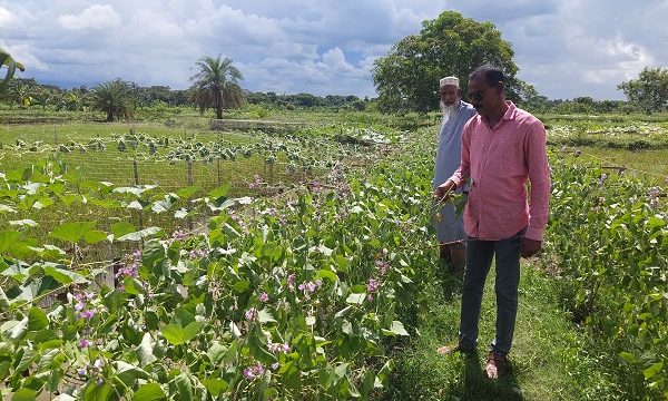 ডুমুরিয়ায় ফসলের সাথে শত্রুতা