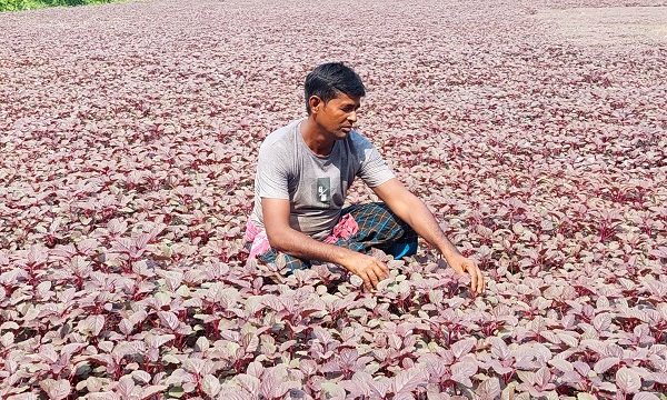 ডুমুরিয়ার লালশাক চাষ করে কৃষক হানিফ লাভবান