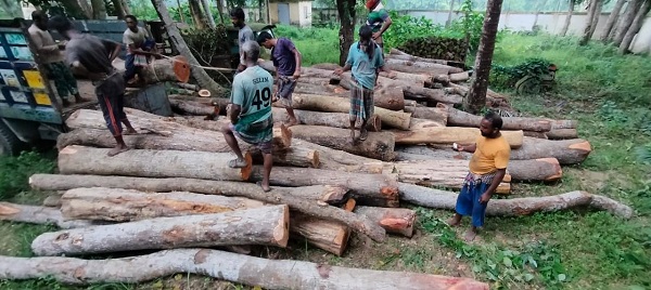 রূপসায় খুলনা জেলা পরিষদের জমি থেকে কর্তনকৃত ১৮৩ পিচ লগ জব্দ