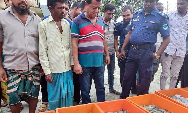 ডুমুরিয়ায় ভ্রাম্যমান আদালতে পুশকৃত ৫০ কেজি মাছ বিনষ্ট