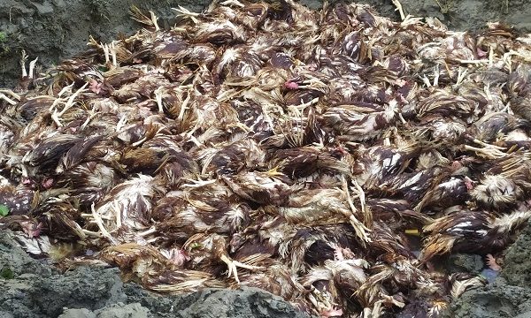 চিতলমারীতে ঝড়ের কবলে খামারীর ১১শ মুরগীর মৃত্যু; ৭ লক্ষাধিক টাকার ক্ষতি