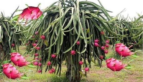 ডুমুরিয়ায় ড্রাগন ফল চাষ করে বেকার যুবকদের কোটিপতি হওয়ার ব্যাপক সুযোগ তৈরি হয়েছে