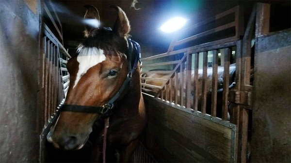 পুলিশের জন্য ভারত থেকে ৬টি প্রশিক্ষণপ্রাপ্ত ঘোড়া আমদানি