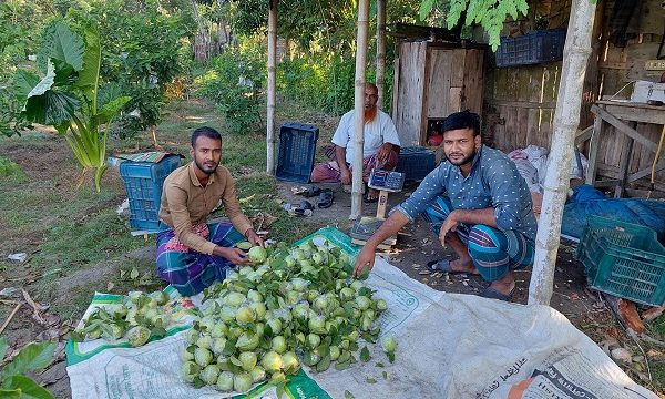 ডুমুরিয়ায় পেয়ারা চাষে অভাবনীয় সাফল্য কৃষক ইমনের