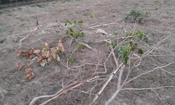 গাছের সাথে শত্রুতা