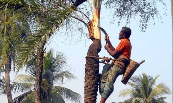 ডুমুরিয়ায়‌ খেজুর গাছ প্রস্তুতে ব্যস্ত গাছিরা
