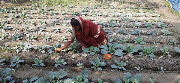মোংলার লবণ অধ্যুষিত উপকূলে কৃষি ও গবাদী পশু পালনে বিপ্লব ঘটিয়েছেন শতাধিক নারী