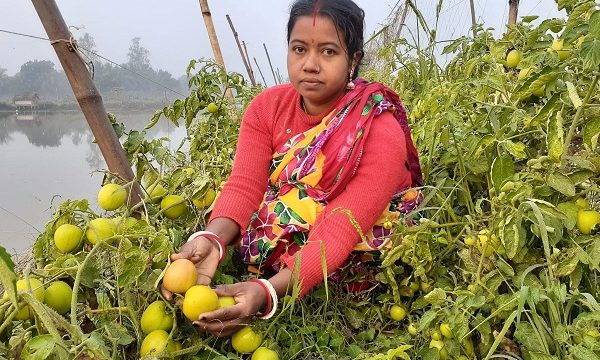 কৃষাণি লালতীরের মিন্টু সুপার টমেটোর চাষ করে লাখপতি