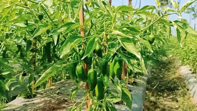 যশোরে শার্শায় লাঠিমরিচ চাষ করে স্বাবলম্বী কৃষক মানিক রাজা