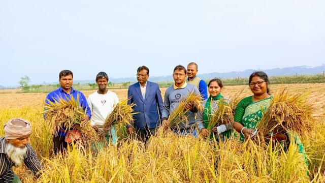 ডুমুরিয়াসহ দক্ষিণাঞ্চলে আমন আবাদ ফলন ভালো, দামে খুশি কৃষক