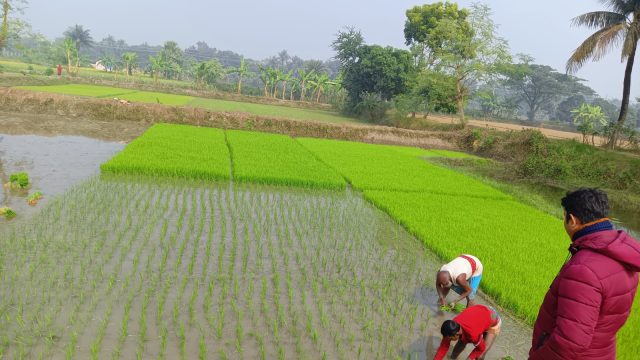ডুমুরিয়ায় হাড় কাপানো শীতে ব্রি ধান রোপণে ব্যস্ত কৃষকরা