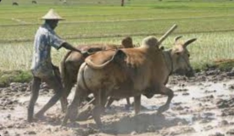 ডুমুরিয়ার কৃষকরা চারা রোপনে ব্যস্ত সময় কাটাচ্ছেন