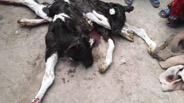 ডুমুরিয়ায় ৮ পা দুই মাথা ওয়ালা বাচ্চা জন্ম গ্ৰহণ করেছে