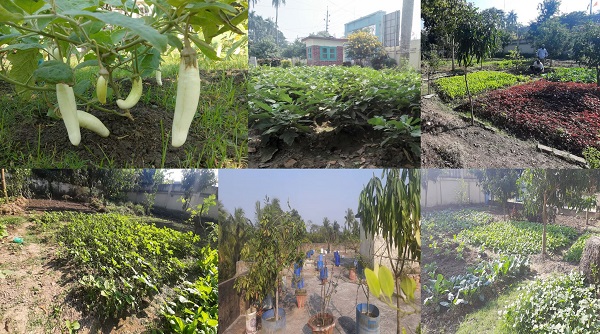 পতিত জমিতে চাষ করতে প্রধানমন্ত্রীর ঘোষনার দৃষ্টান্ত খুলনা পানি উন্নয়ন বোর্ড