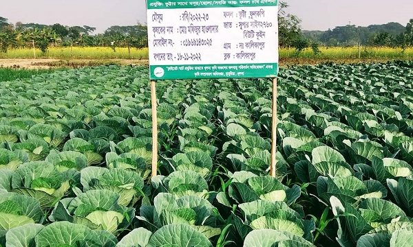 ডুমুরিয়ায় ২২০ কোটি টাকার শীতকালীন সবজি উৎপাদন