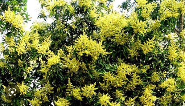 ডুমুরিয়ায় গাছে গাছে শোভা পাচ্ছে আমের স্বর্ণালী মুকুল