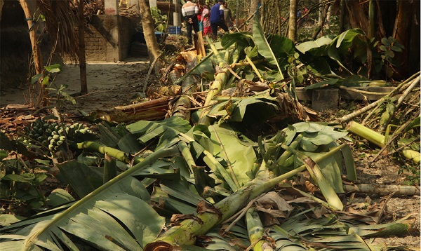 তালায় ৫০টি কলাগাছ কেটে সাবাড়