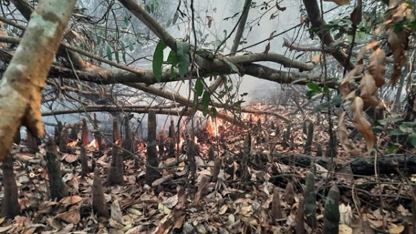 বিশ্ব ঐতিহ্য সুন্দরবনে জ্বলছে আগুন