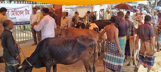 ডুমুরিয়া উপজেলা প্রাণিসম্পদ অফিসের উদ্যোগে পশুর হাটে কাজ করছে মেডিক্যাল টিম