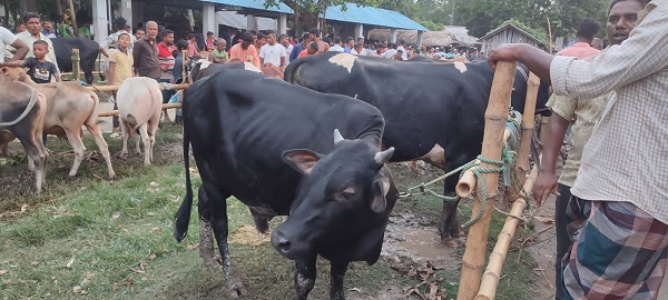 পাইকগাছায় শেষ মূহুর্তে কোরবানীর পশুর হাট জমে উঠেছে