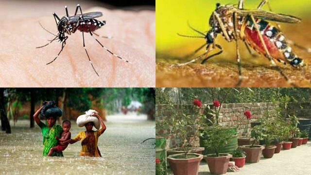 জলবায়ু পরিবর্তনের ফলে বর্তমানে সারা বছর জুড়েই ডেঙ্গু রোগের প্রকোপ