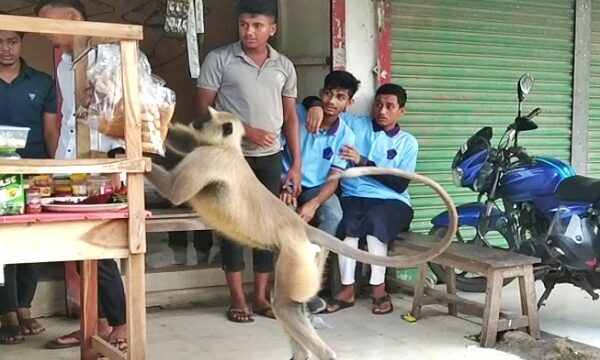 ফকিরহাটে দলছুট মুখপোড়া হনুমান ঘুরে বেড়াচ্ছে লোকালয়ে