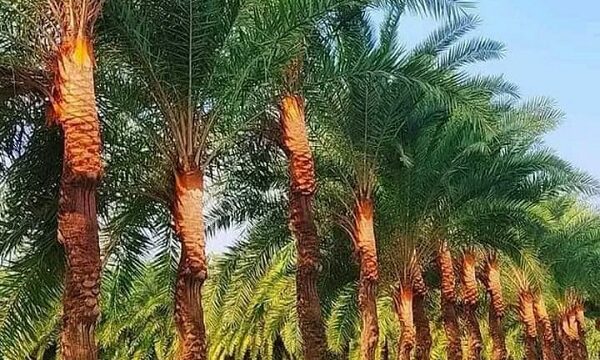 বটিয়াঘাটায় খেজুর রস আহরণে ব্যস্ত সময় পার করছে গাছিরা