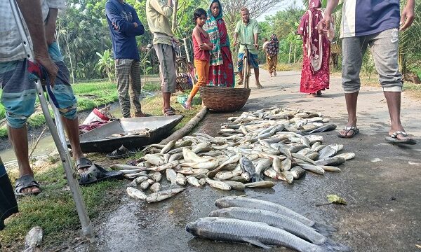 ডূমুরিয়ায়‌ বিষ প্রয়োগ করে ৫লক্ষ টাকার মাছ মেরে নিয়ে গেছে