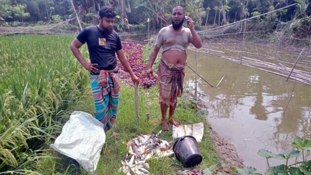 ফকিরহাটে একই রাতে দুটি মৎস্য ঘেরে বিষ দিয়ে মাছ চুরি
