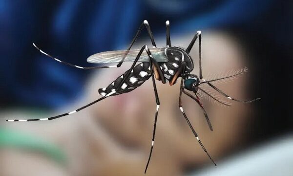 গত ২৪ ঘণ্টায় ডেঙ্গুতে আক্রান্ত ২৮৮ জন