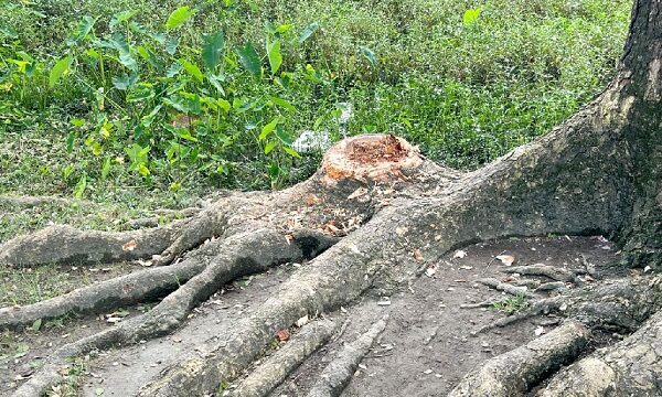সরকারি স্কুলের গাছ কেটে বাড়িতে নিলেন বিএনপি নেতা