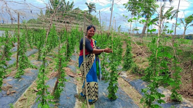 খুলনা কৃষি অঞ্চলের জলবায়ু অভিযোজন প্রকল্প দিচ্ছে নতুন দিশা