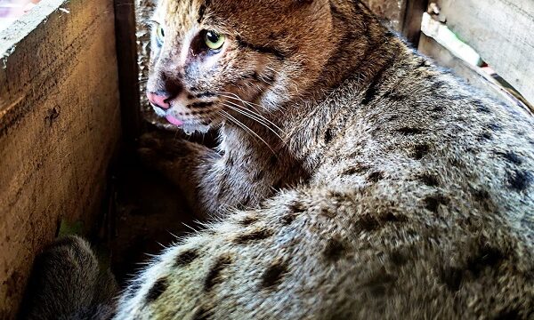 মুরগি খাওয়া রোধে পাতা ফাঁদে ধরা পড়ল মেছো বাঘ