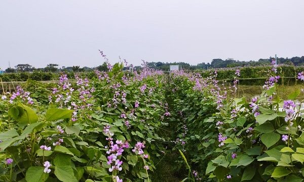 ডুমুরিয়ায় আগাম শীতকালীন সবজি শিম চাষে লাভবান কৃষক