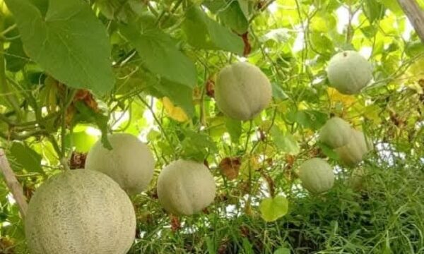 ডুমুরিয়ায় বাণিজ্যিকভাবে চাষ হচ্ছে মরুভূমির ফল সাম্মাম