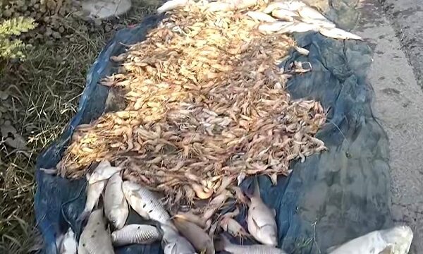 ডুমুরিয়ার চিংড়ি ঘেরে বিষ, ৫ লক্ষাধিক টাকার ক্ষতি