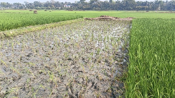 আদালতের নির্দেশ অমান্য করে তালায় জমিতে ধানের চারা রোপণ, দখলচেষ্টার অভিযোগ