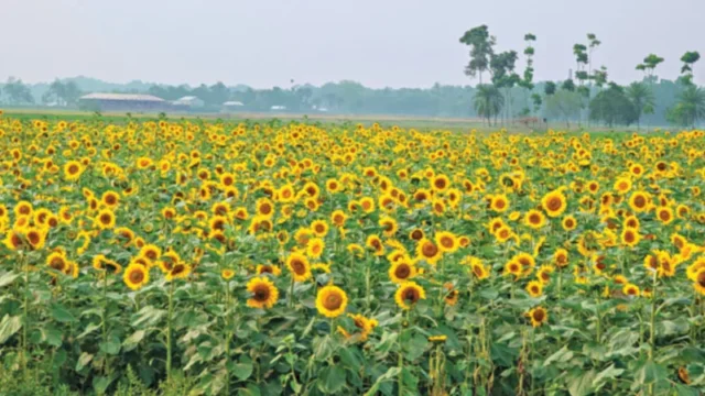 লবণাক্ত জমিতে দেশি সূর্যমুখী চাষ