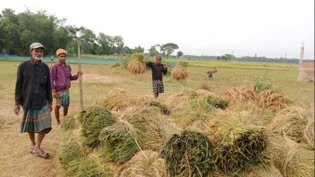 বৈরী আবহাওয়ায় বোরো ধান কাটা-মাড়াই ব্যাহত, আগাম বন্যার আশঙ্কা