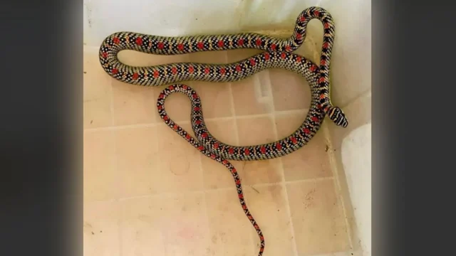 শ্রীমঙ্গলে এক বাসাবাড়ি থেকে সাপ উদ্ধার