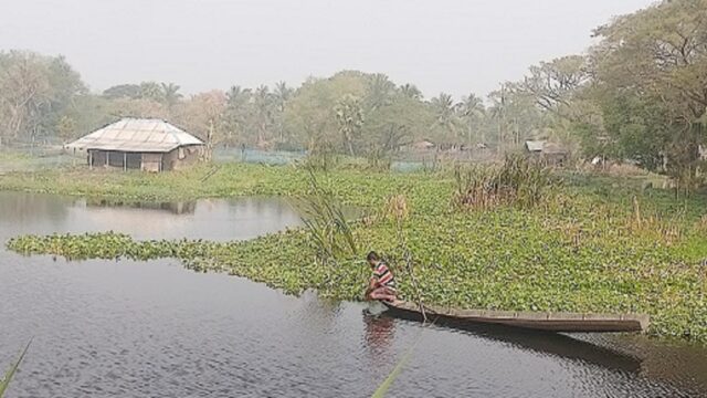 ১০ হাজার হেক্টর জমিতে বছরে শত কোটি টাকার ফসলহানি, সংকটে কৃষক