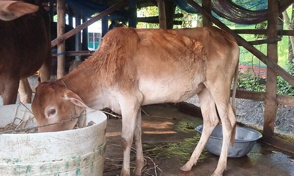 ফকিরহাটে জেলের সরকারি প্রকল্পের গরু মিললো অন্যের গোয়ালে