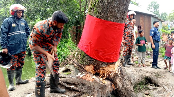 আখাউড়ায় ‘অলৌকিক’ বলে আলোচিত গাছ কেটে ফেলল প্রশাসন