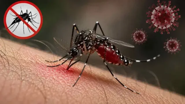 ডেঙ্গুতে আরও ৪ মৃত্যু, হাসপাতালে ভর্তি ১ হাজার ৯৭৮